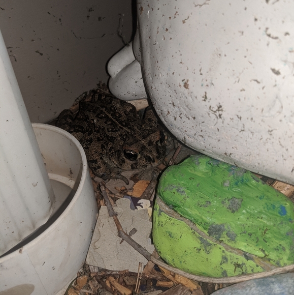 Meet your Posher, Elizabeth - Picture 3 of 3